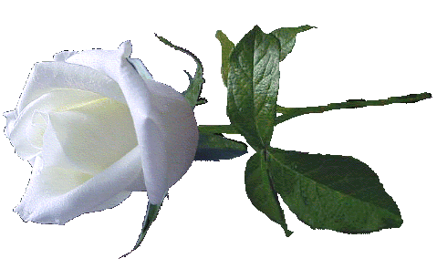 Une rose blanche,